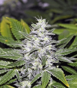 1591877504184.png 1591877504184.png