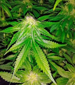 big_bang.jpg big_bang.jpg