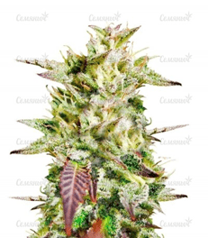 1592485355028.png 1592485355028.png