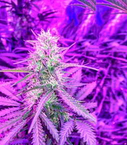 1593266300567.png 1593266300567.png