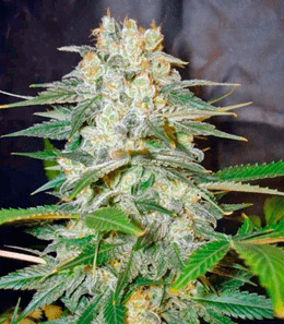 1593424156825.png 1593424156825.png