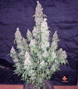 Pandora_auto.jpg Pandora_auto.jpg