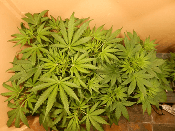 Gorilla Glue Auto от FastBuds