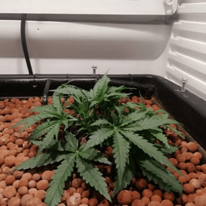 1594907905668.png 1594907905668.png