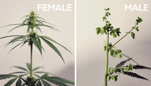 Мужские и женские кусты конопли Мужские и женские кусты конопли