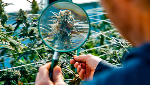 Соцветия конопли (шишки) Соцветия конопли (шишки)