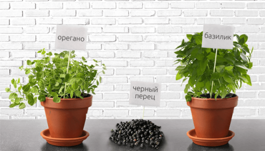 Терпены конопли Терпены конопли