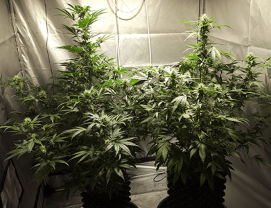 1596358941829.png 1596358941829.png