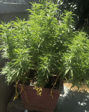 1596390164253.png 1596390164253.png