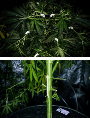 1596449102880.png 1596449102880.png