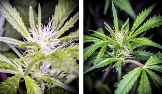 1596449145729.png 1596449145729.png