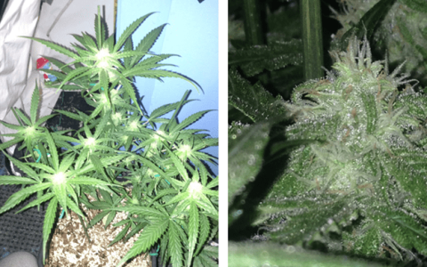 1596461460098.png 1596461460098.png