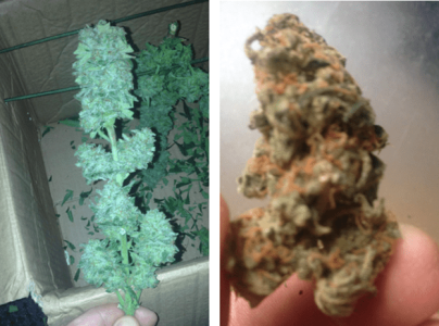 1596461504402.png 1596461504402.png