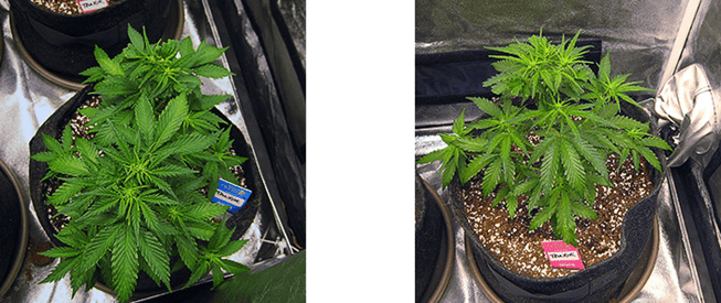 1596487415712.png 1596487415712.png