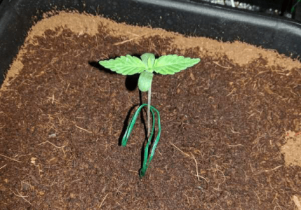 1597682302257.png 1597682302257.png