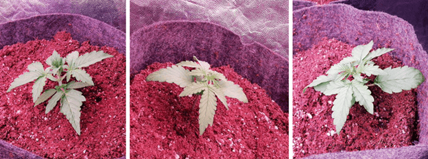 1597762237730.png 1597762237730.png