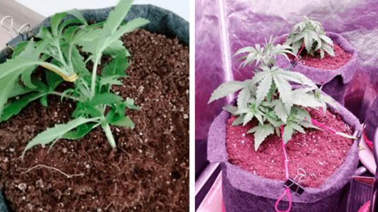 1597762260368.png 1597762260368.png