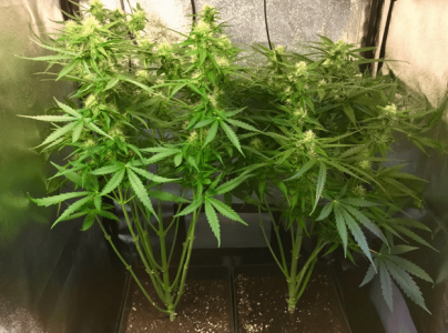 1597927454819.png 1597927454819.png