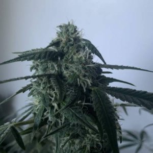 week10.jpg week10.jpg