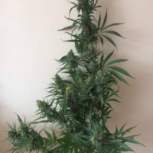 week10.jpg week10.jpg