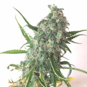 week12.jpg week12.jpg