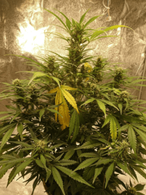 1599839568208.png 1599839568208.png