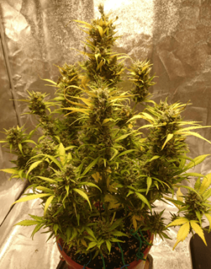 1599839572847.png 1599839572847.png