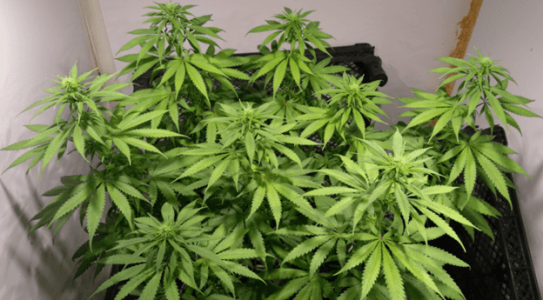 1600245277303.png 1600245277303.png