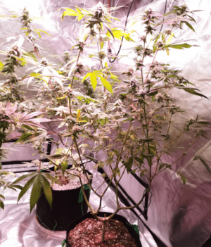 1600349380578.png 1600349380578.png