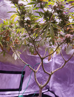 1600350364169.png 1600350364169.png