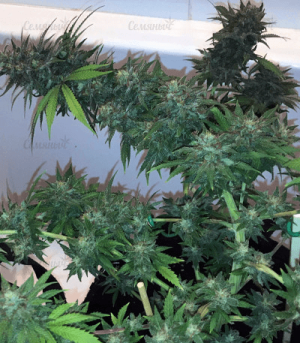 1601642497190.png 1601642497190.png