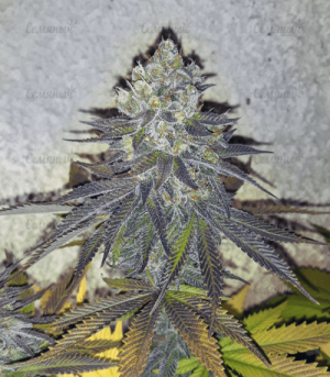 1602149488128.png 1602149488128.png