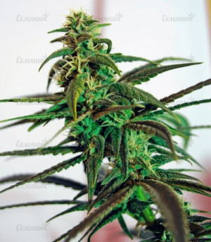 1602149494047.png 1602149494047.png