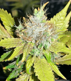 1602149498649.png 1602149498649.png