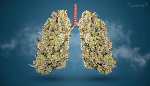 marihuana-i-legkie__Ex65zcjBp3Rfzxo5.jpg