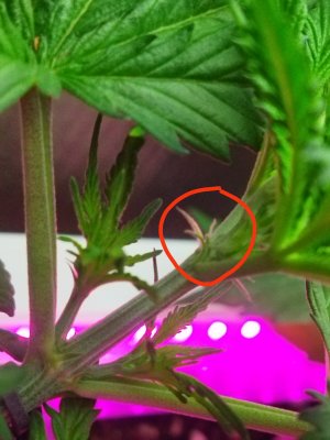 IMG_20220318_090821.jpg IMG_20220318_090821.jpg