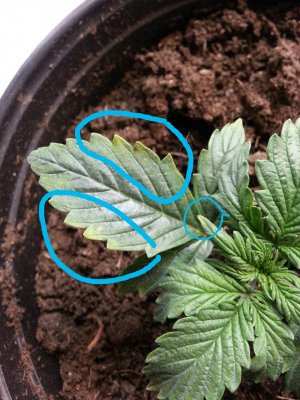 IMG_20220318_094136.jpg IMG_20220318_094136.jpg