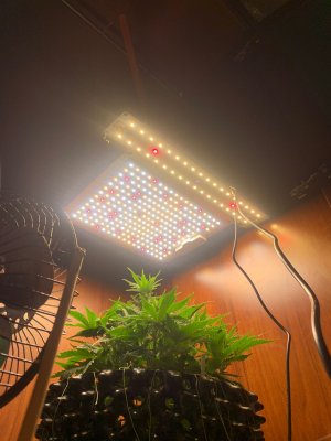 18820E07-9CBB-414F-9B35-C19089A9077B.jpeg 18820E07-9CBB-414F-9B35-C19089A9077B.jpeg