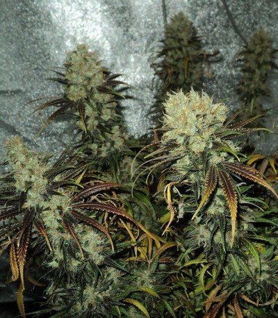 Y_Griega_konoplya__FmVXmAaRFM2kGS1L.jpg Y_Griega_konoplya__FmVXmAaRFM2kGS1L.jpg