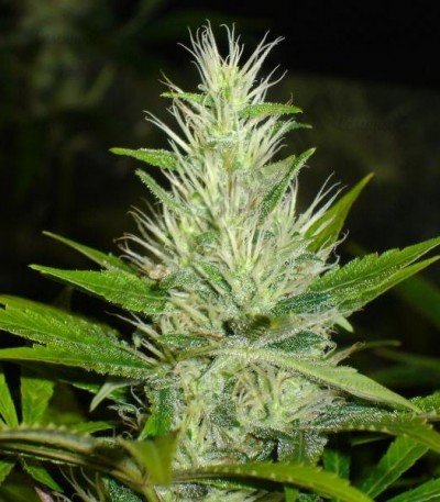 Malakoff_sort_konopli__USLFf6E7slpee6Pb.jpg Malakoff_sort_konopli__USLFf6E7slpee6Pb.jpg