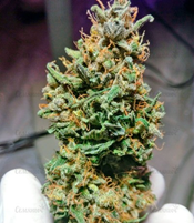 1648143493900.png 1648143493900.png