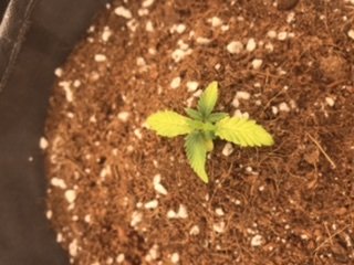 ED0AA1EA-D62B-4454-B6D9-C6BDD8C29A87.jpeg ED0AA1EA-D62B-4454-B6D9-C6BDD8C29A87.jpeg