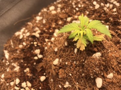 251BB5D5-3B6B-4105-9669-39EEDD1A1D01.jpeg 251BB5D5-3B6B-4105-9669-39EEDD1A1D01.jpeg