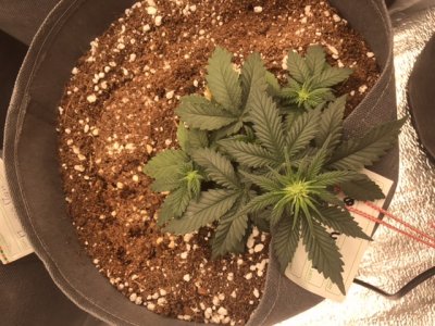 28C7B665-1560-42CC-B788-1B4A5097CD3D.jpeg 28C7B665-1560-42CC-B788-1B4A5097CD3D.jpeg