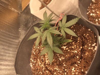 FEC63C89-D43E-4CFE-AF25-4EABD5A9B568.jpeg FEC63C89-D43E-4CFE-AF25-4EABD5A9B568.jpeg