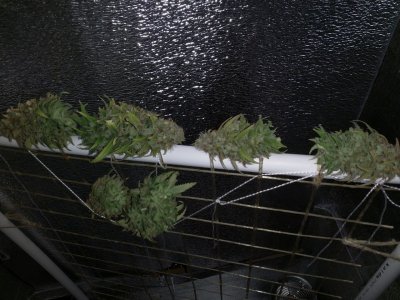 IMG_20220326_134121_289.jpg IMG_20220326_134121_289.jpg