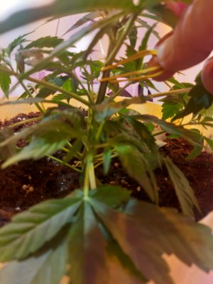 20220328_120147.jpg 20220328_120147.jpg