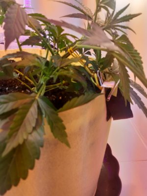 20220328_120250.jpg 20220328_120250.jpg