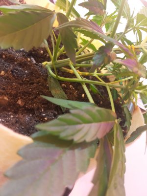 20220328_124215.jpg 20220328_124215.jpg