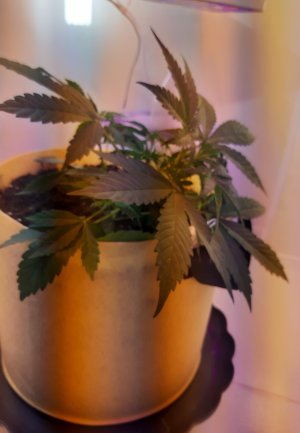 20220328_124806.jpg 20220328_124806.jpg